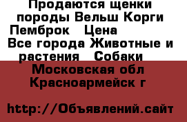 Продаются щенки породы Вельш Корги Пемброк › Цена ­ 40 000 - Все города Животные и растения » Собаки   . Московская обл.,Красноармейск г.